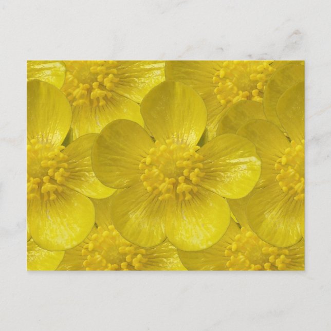 Buttercup Postkarten (Vorderseite)