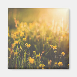 Buttercup Sundown Magnet