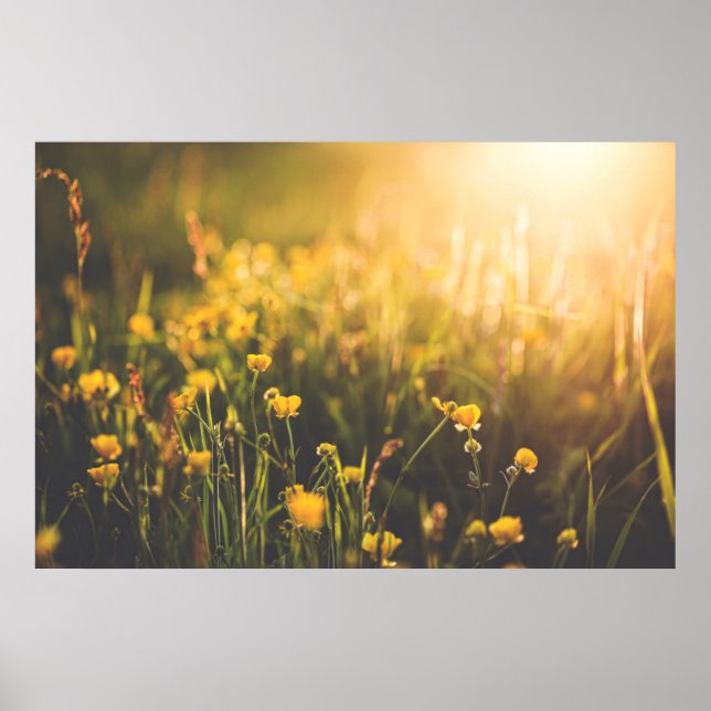 Buttercup Sundown Poster (Vorne)