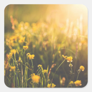 Buttercup Sundown Quadratischer Aufkleber
