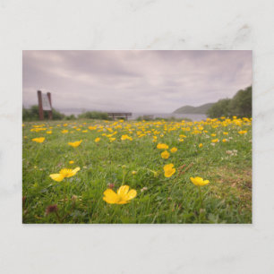 Buttercups in Schottland Postkarte