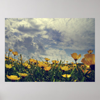 Buttercups Poster