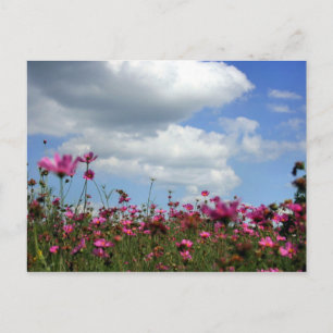 Buttercups Postkarte