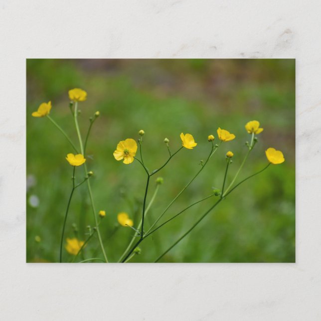 Buttercups Postkarte (Vorderseite)