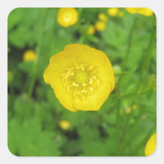 Buttercups Quadratischer Aufkleber