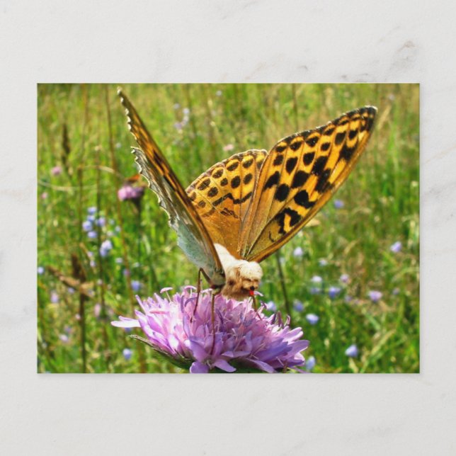 Butterdog Postkarte (Vorderseite)