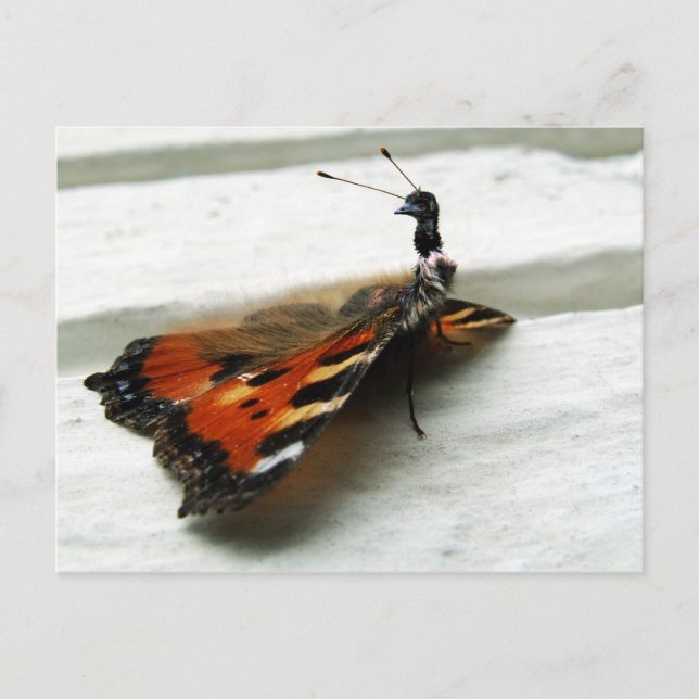 Butteremu Postkarte (Vorderseite)