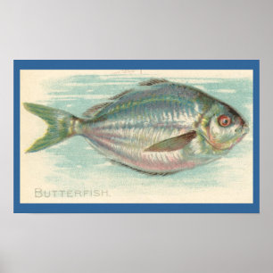 Butterfisch Poster
