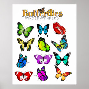 Butterfisch Poster