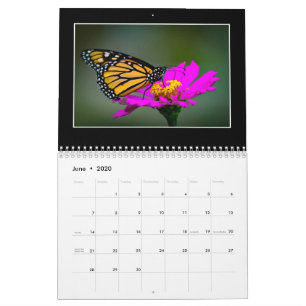 Butterflies 2020 Kalender von Tom Minutolo