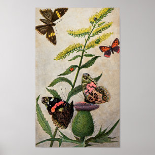 Butterflies and Thistle Poster