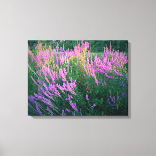 BUTTERFLIES BELIEBEN LILA LOOSESTRIFE LEINWANDDRUCK