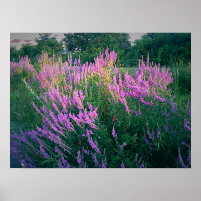 BUTTERFLIES BELIEBEN LILA LOOSESTRIFE POSTER (Vorne)