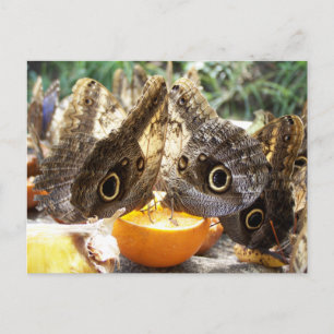 BUTTERFLIES POSTKARTE