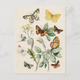 Butterflies - William Forsell Kirby Postkarte