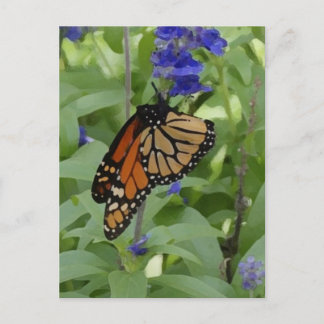 Butterfly _176 Blank Postcard Postkarte