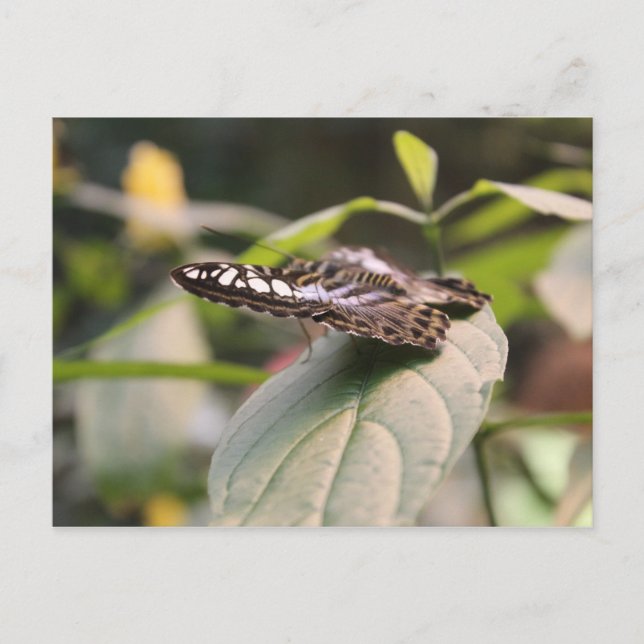 Butterfly # 2 postkarte (Vorderseite)