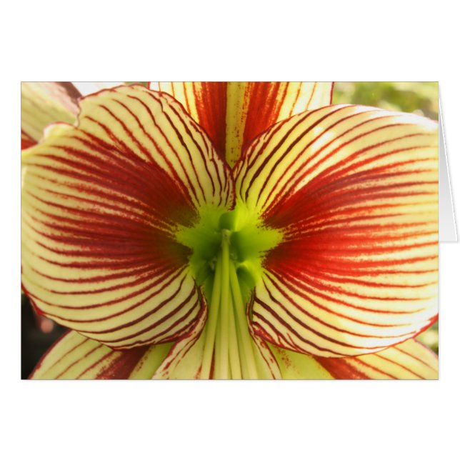 Butterfly Amaryllis (Vorderseite (Horizontal))