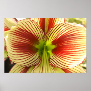 Butterfly Amaryllis Poster