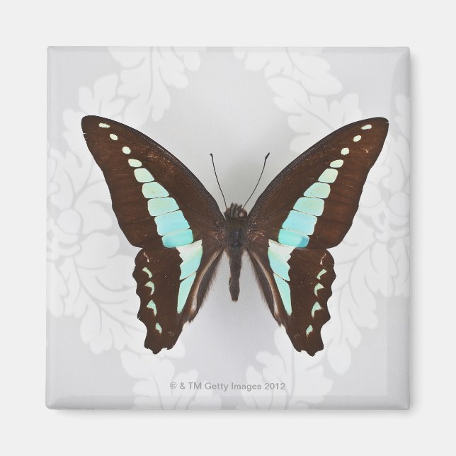 Butterfly auf Hintergrundbild Magnet (Vorne)