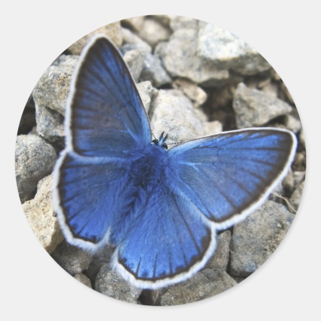 Butterfly-Aufkleber Runder Aufkleber (Vorderseite)