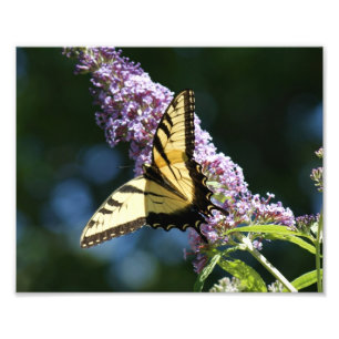 Butterfly Beauty 10x8 Fotodrucken Fotodruck