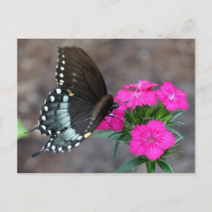Butterfly Beauty Postkarte