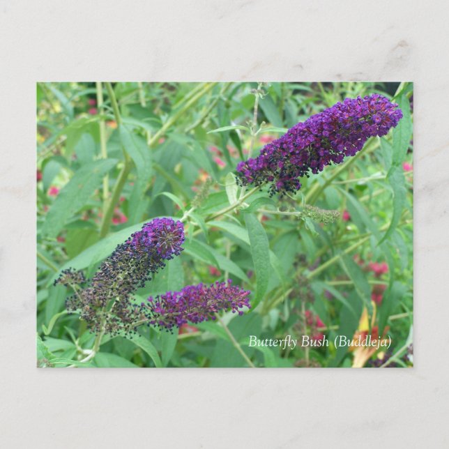 Butterfly Bush Buddleja Davidii Floral Postkarte (Vorderseite)