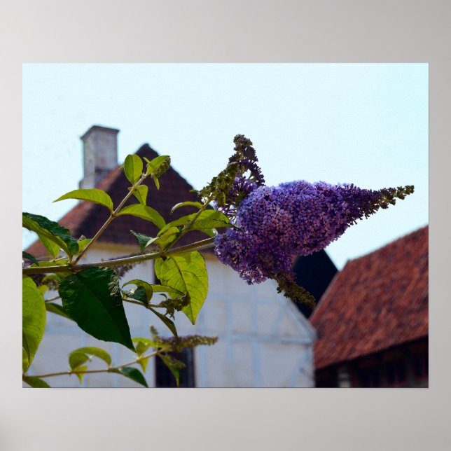 Butterfly Bush, Old Danish Town, Aarhus, Dänemark Poster (Vorne)