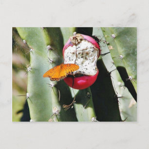 Butterfly Butterflies Cactus Postkarte