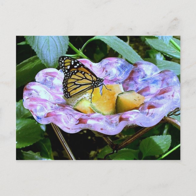 Butterfly-Cartoon Postkarte (Vorderseite)