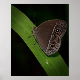 Butterfly Closeup Foto Poster