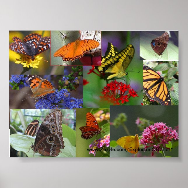 Butterfly Collage Poster (Vorne)