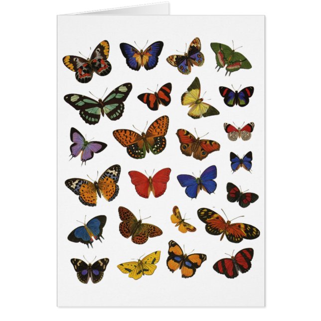 Butterfly Collection (Vorne)