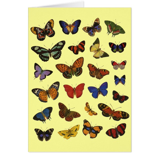 Butterfly Collection (Vorne)