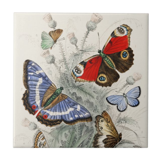 Butterfly Collection Antike farbenfrohe Schmetterl Fliese (Vorderseite)