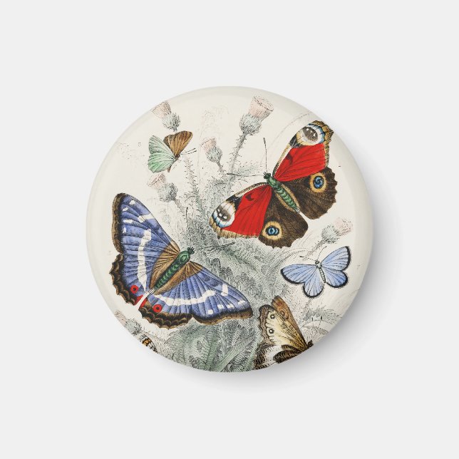 Butterfly Collection Antike farbenfrohe Schmetterl Magnet (Vorne)
