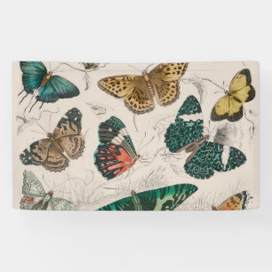 Butterfly Collection Antike Schmetterlinge Banner