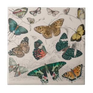 Butterfly Collection Antike Schmetterlinge Fliese