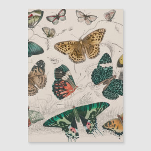 Butterfly Collection Antike Schmetterlinge Magnetkarte