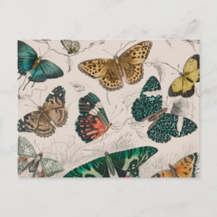 Butterfly Collection Antike Schmetterlinge Postkarte