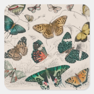 Butterfly Collection Antike Schmetterlinge Quadratischer Aufkleber