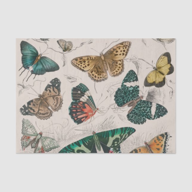 Butterfly Collection Antike Schmetterlinge Seidenpapier (Vorderseite)