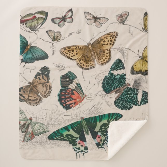 Butterfly Collection Antike Schmetterlinge Sherpadecke (Vorderseite)