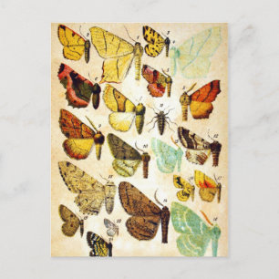 Butterfly Collection Postkarte