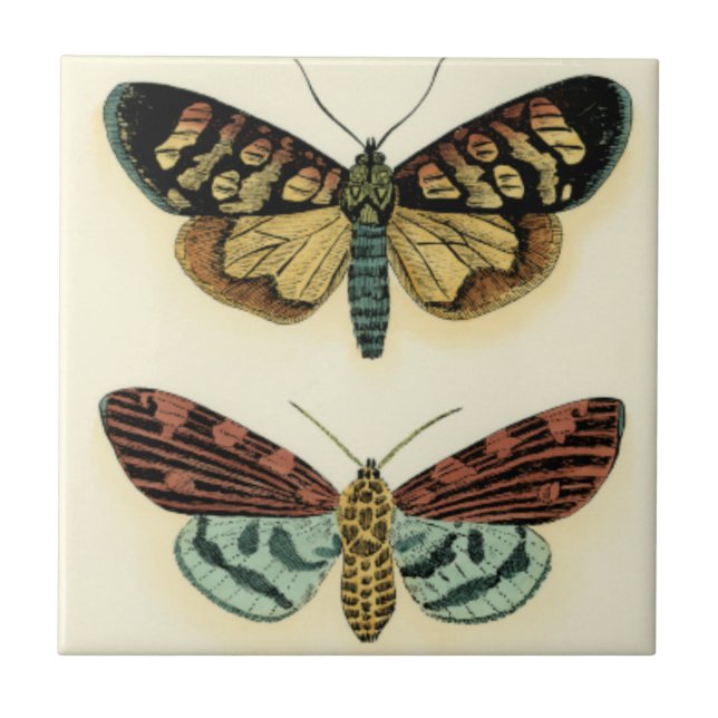 Butterfly Collection von Chariklia Zarris Fliese (Vorderseite)