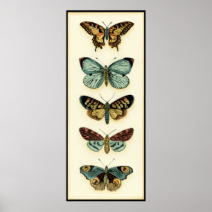 Butterfly Collection von Chariklia Zarris Poster