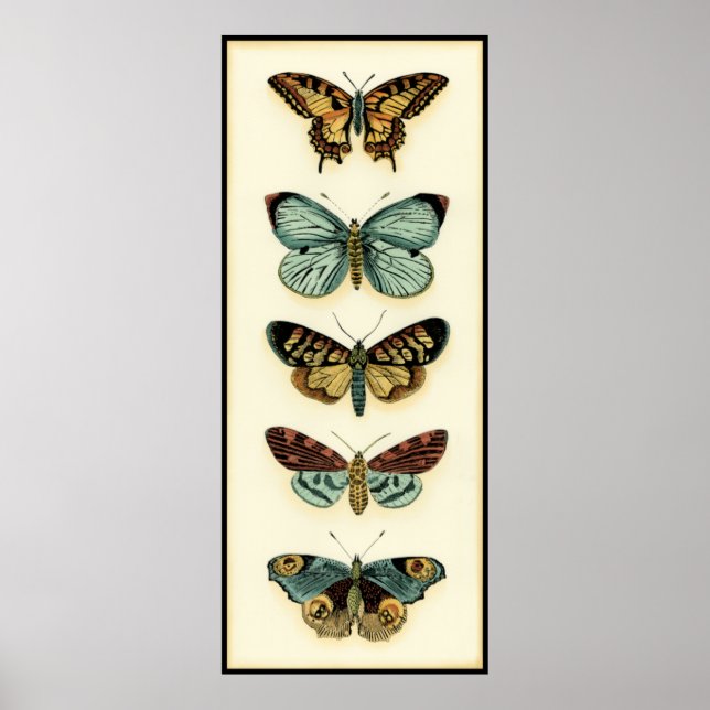 Butterfly Collection von Chariklia Zarris Poster (Vorne)