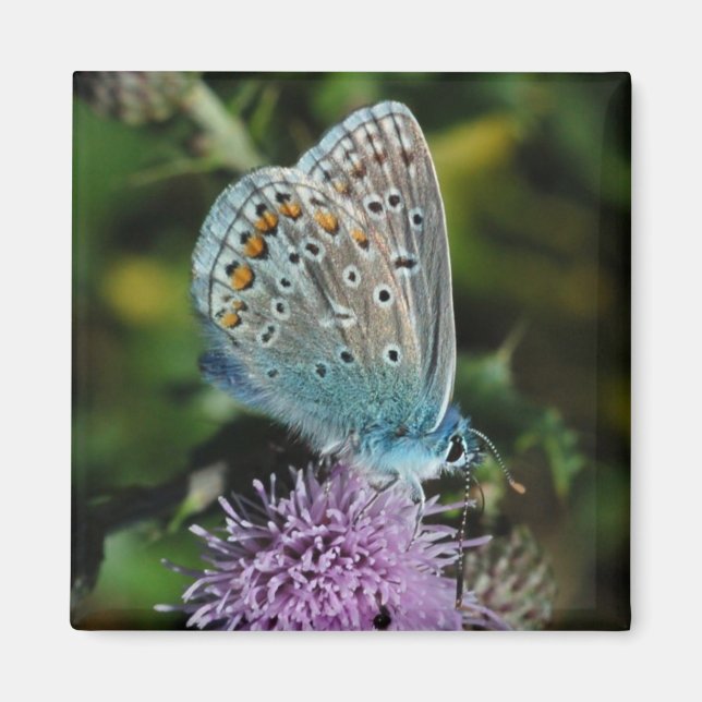 Butterfly Common Blue auf dem Sickelmagneten Magnet (Vorne)