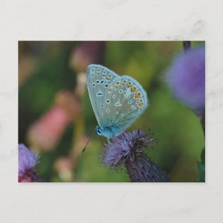 Butterfly Common Blue Postkarte